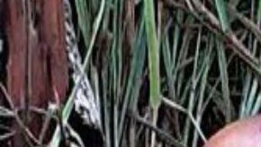 Guerra entre huachicoleros y narcos deja dos torturados; al parecer les arrancaron la piel