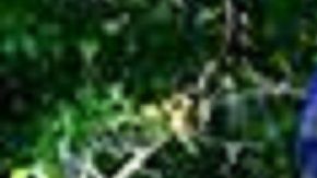 ICE busca aumentar la cooperación de policías locales en sus operativos.