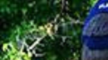 ICE busca aumentar la cooperación de policías locales en sus operativos.