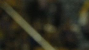 Carlos Fierro festeja un gol con las Chivas Rayadas de Guadalajara en 2013.