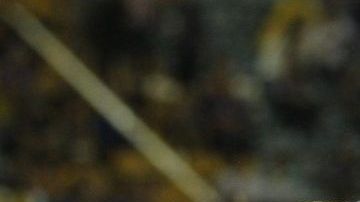 Carlos Fierro festeja un gol con las Chivas Rayadas de Guadalajara en 2013.