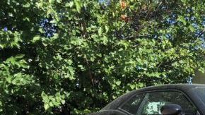 Es el Hellcat número "2" de Dodge