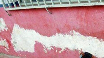 Así encontraron a la perra Lunita.