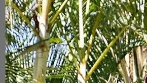 Joao Maleck enfrenta un proceso penal acusado de homicidio culposo