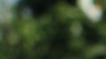 Naasón Joaquín García camina en medio de sus seguidores en la iglesia La Luz del Mundo en Guadalajara, México.