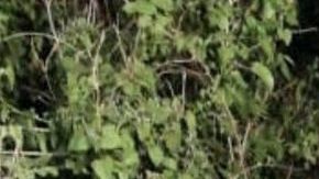 Norberto Ronquillo fue secuestrado y asesinado.