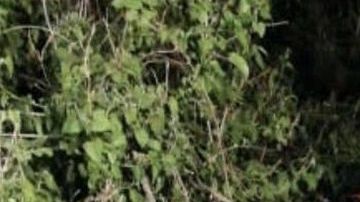 Norberto Ronquillo fue secuestrado y asesinado.