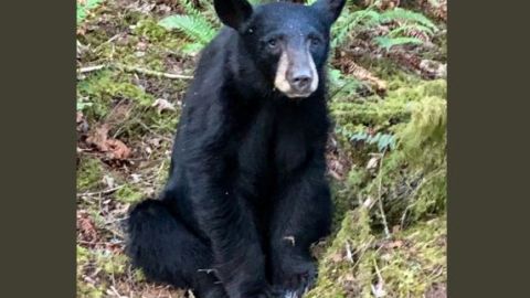 La cría de oso negro era muy amigable con las personas.