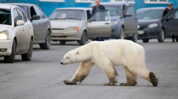 Oso polar se adentra en la ciudad de Norilsk.