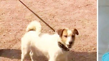 Bebé abandonada en Rusia es encontrada por un perro.