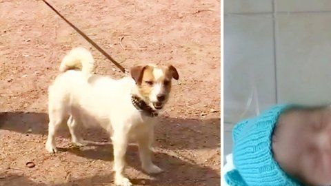 Bebé abandonada en Rusia es encontrada por un perro.