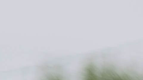 Los novios también pierden la cabeza.