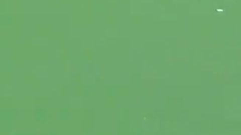 En los 42 minutos de video se puede ver el sufrimiento de la mamá delfín.