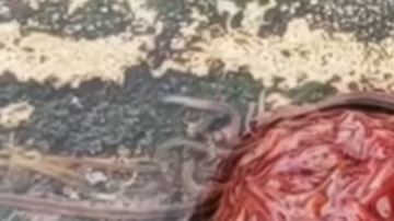 Parecieran ser pequeños gusanos amontonados, pero no se sabe exactamente qué es.