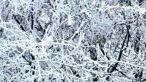 snow-4208253_1920-Pixabay