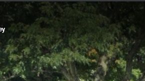 Tamaques Elementary School, en Westfield (NJ)