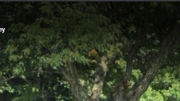 Tamaques Elementary School, en Westfield (NJ)