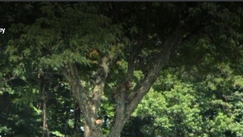 Tamaques Elementary School, en Westfield (NJ)