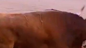 El colombiano Sebastián Ritter es cogido por el toro en la Plaza de Las Ventas de Madrid.