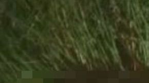 VIDEO: Abaten a dos sicarios tras fuerte balacera y persecución en México