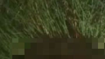 VIDEO: Abaten a dos sicarios tras fuerte balacera y persecución en México