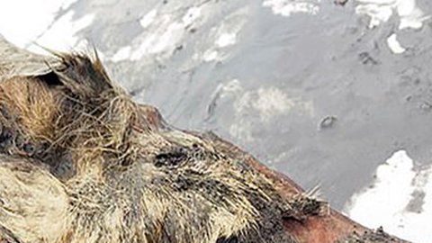 Encontraron la cabeza cortada de un lobo, original de hace 40,000 años.