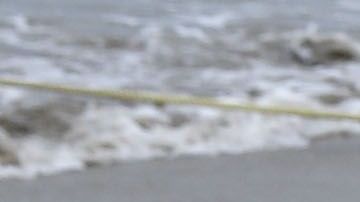 El vibrio es una bacteria que se encuentra comúnmente en el agua cálida y salobre.