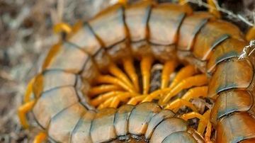 0_Scolopendra-cingulata
