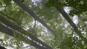 Los datos son de un estudio realizado por investigadores de la universidad suiza ETH Zurich.