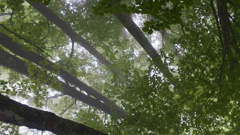 Los datos son de un estudio realizado por investigadores de la universidad suiza ETH Zurich.