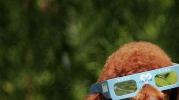 La mayoría de los organismos vivos tienen un reloj biológico sincronizado con el ritmo del Sol.