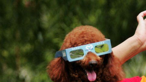 La mayoría de los organismos vivos tienen un reloj biológico sincronizado con el ritmo del Sol.