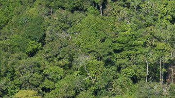 En 2018 Brasil registró la mayor pérdida de bosques.