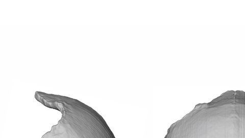 Los investigadores reconstruyeron los cráneos digitalmente.