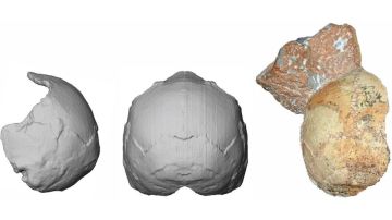 Los investigadores reconstruyeron los cráneos digitalmente.