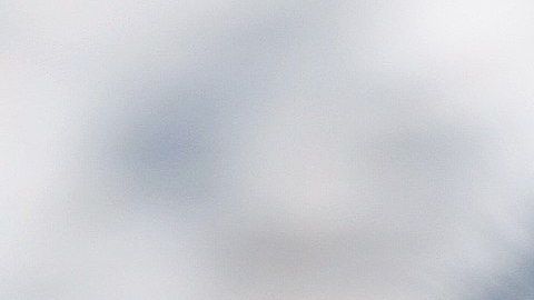 La zorra estaba siendo seguida por un GPS.