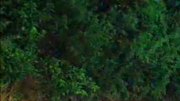 Zona boscosa detrás del almacén