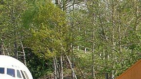 Este Mazda RX-4 no fue el que se encontró en Alaska pero con algo de restauración pudiera lucir idéntico