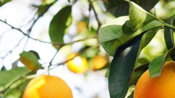 El consumo diario de esta sencilla bebida combate el envejecimiento por sus grandes propiedades antioxidantes y es un buen aliado para aliviar el estrés.