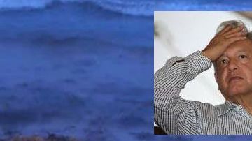 AMLO niega que sargazo es un problema y mientras cientos de tortugas mueren