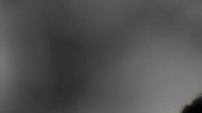 Aún no se sabe quiénes atentaron contra los animales.