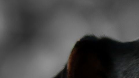 Aún no se sabe quiénes atentaron contra los animales.