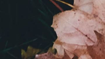 annie-spratt-Ewfrjh0GvtY-unsplash