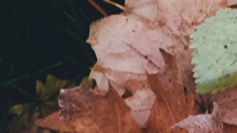 annie-spratt-Ewfrjh0GvtY-unsplash