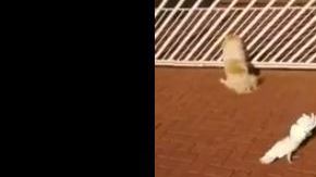 El ave imita a otros perros y ladran juntos.