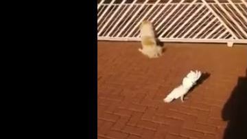 El ave imita a otros perros y ladran juntos.