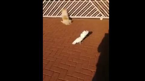 El ave imita a otros perros y ladran juntos.