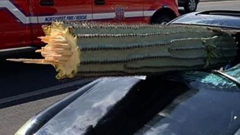 El conductor escapó sin lesiones