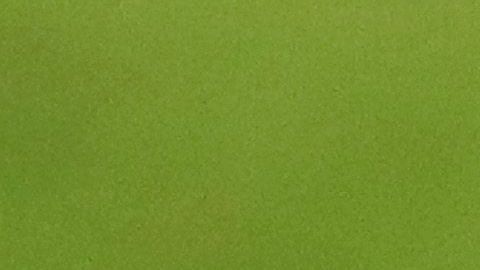 Un gato se saltó al terreno de juego en pleno partido de la Leagues Cup.