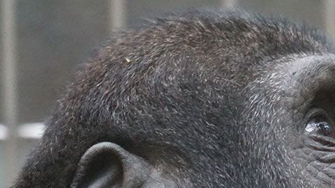 Quizás muy pronto podamos ser capaces de controlar los dispositivos con el cerebro.